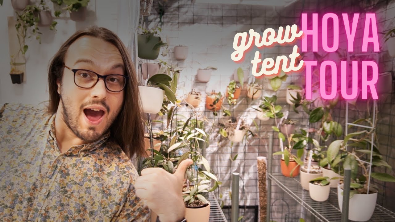 Hoya Grow Tent Tour