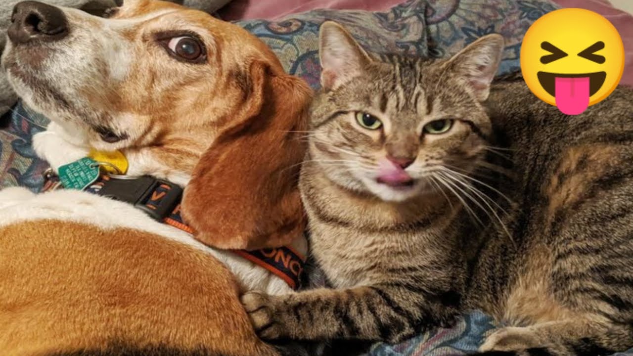 Funny Animal Videos Part 44||Awesome So Cute Animals Funny Dog And Cat Videos||