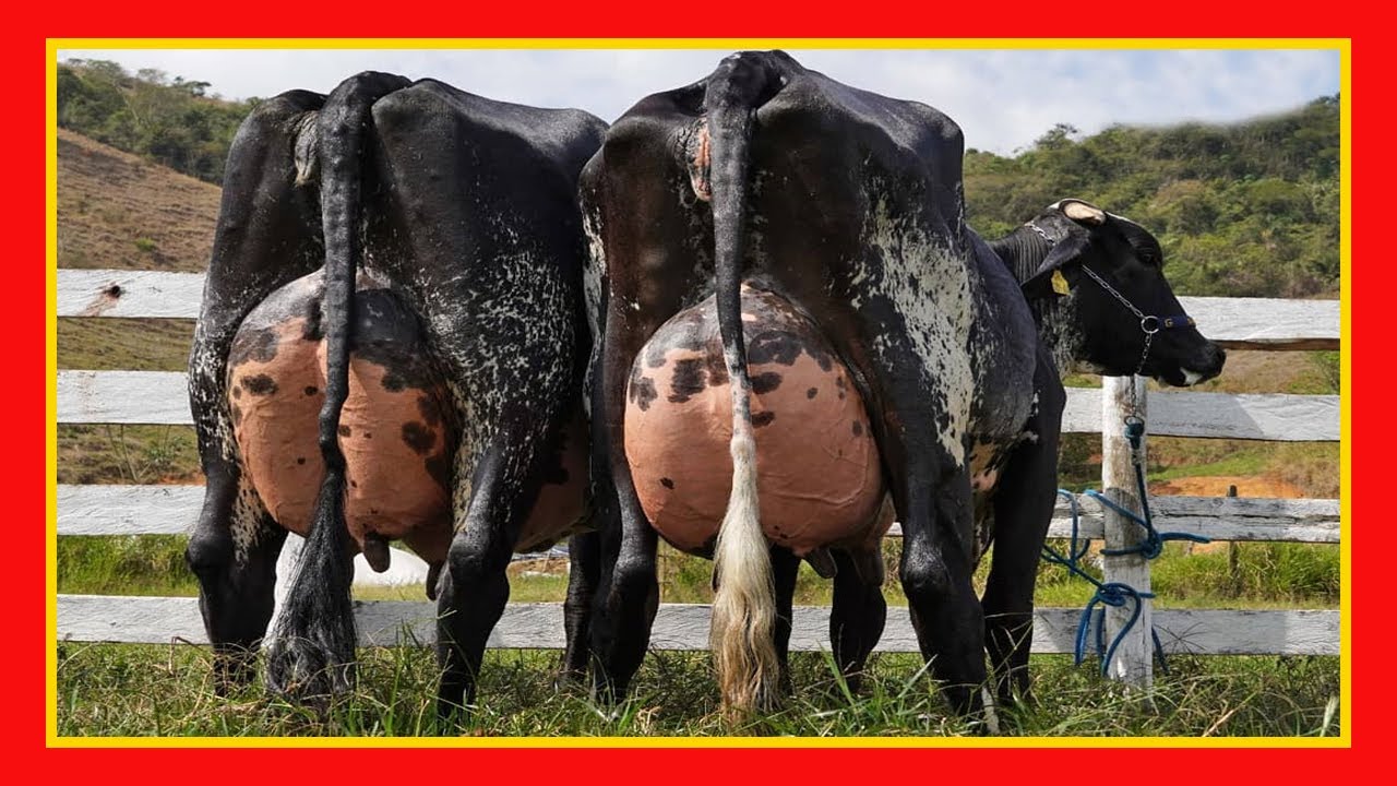 🔴 GANADERIA LECHERA Y CARNICA ✅  Endogamia Y Exogamia 🏆 Vacas Lecheras y Carnicas Cow