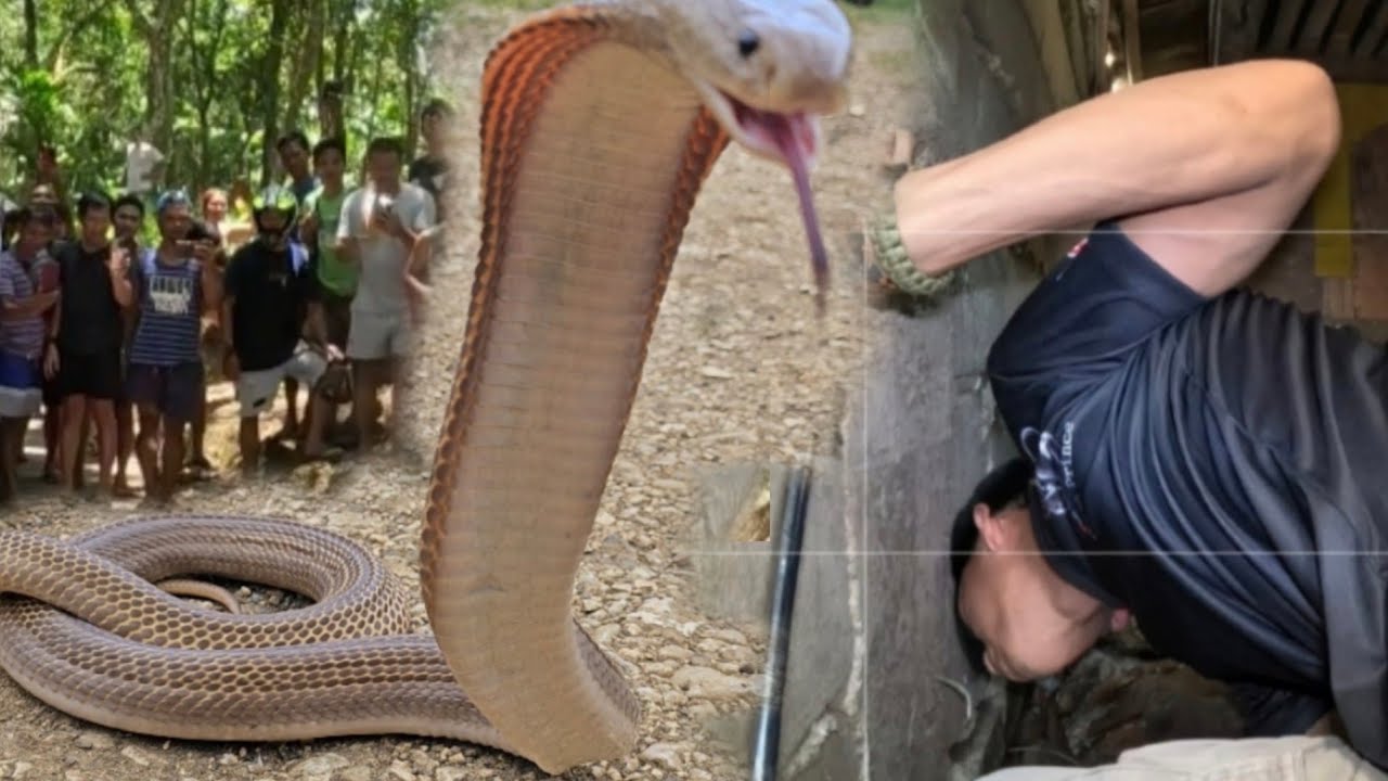 COBRANG MAILAP ANG NAGPAHIRAP KILA COBRA PRINCE