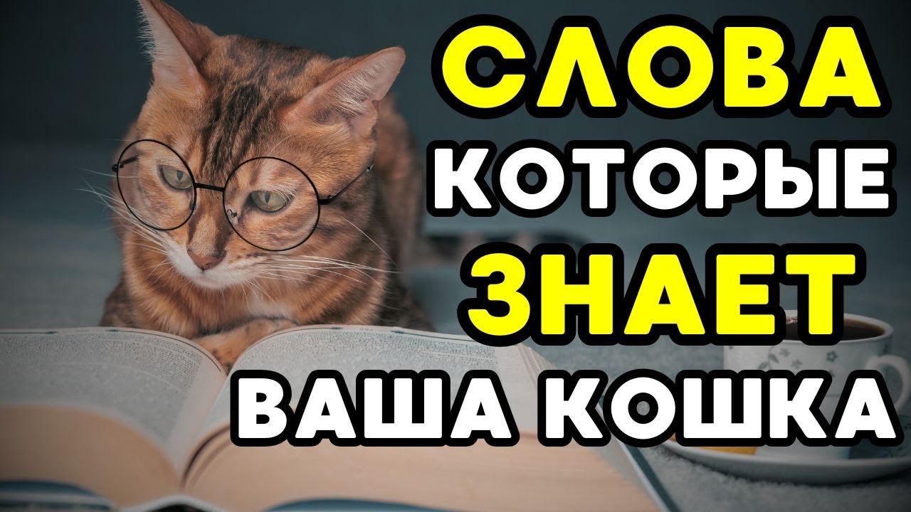 5 СЛОВ, которые ваша кошка действительно ПОНИМАЕТ