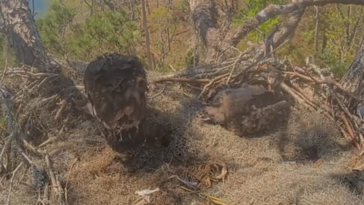 Big eaglet find some food for self feeding | Kisatchie National Forest E-3 | Mar 12, 26