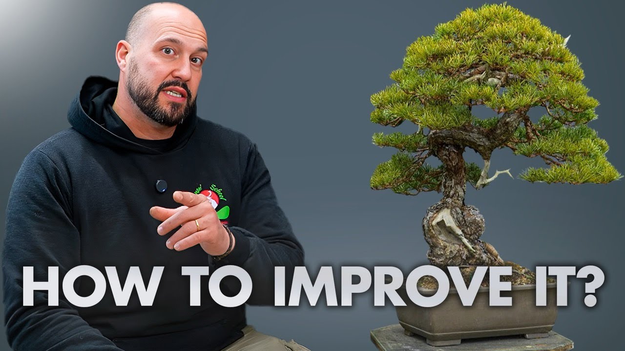 Timeless Beauty: Refining a Norway Scots Pine Bonsai Masterpiece