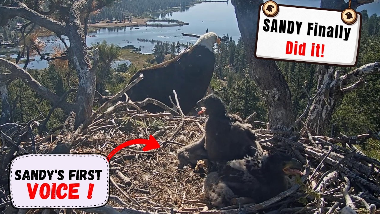 WATCH SANDY AND LUNA SPOT FIONA THE SQUIRREL AND WONDER IF SHE'S DINNER! 🐿️