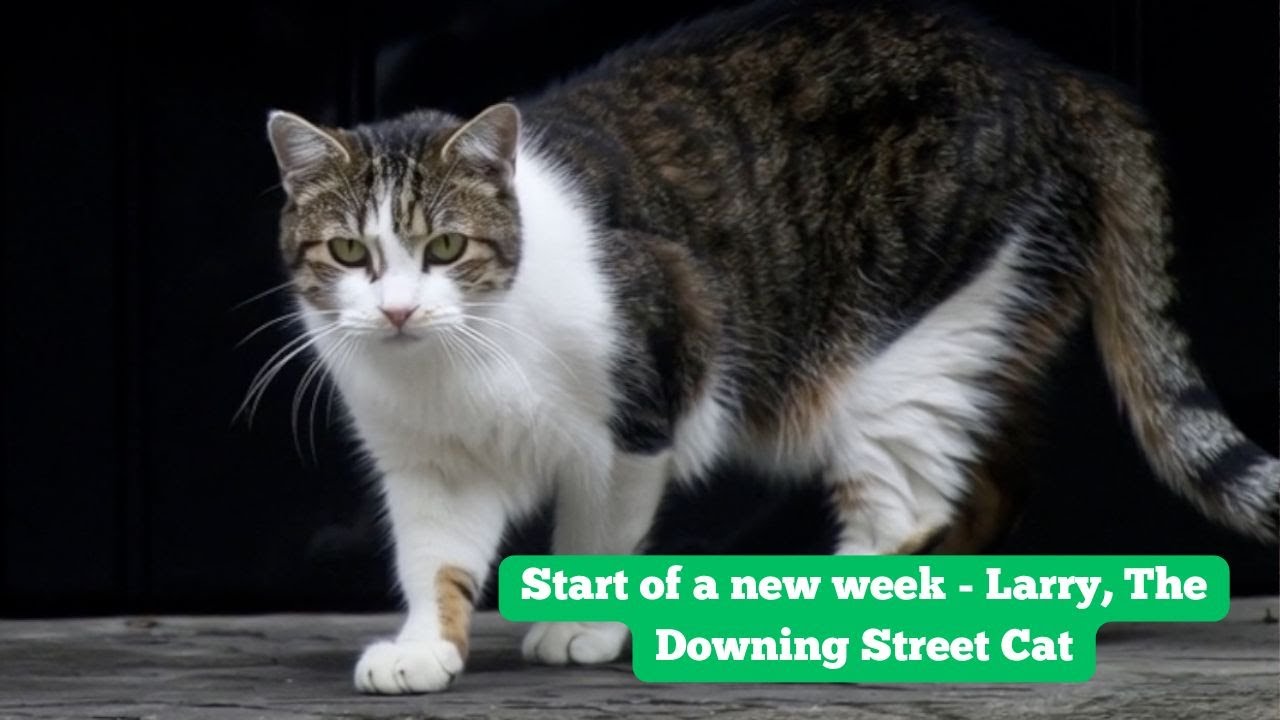 Larry, The Downing Street Cat - Start of a new week