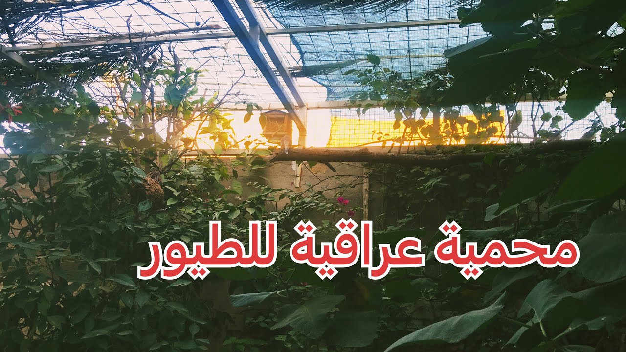 محمية طيور ونباتات عراقية داخل الحديقة /نصائح عامة للشتاء /الاجابة على بعض اسئلة المتابعين 🌱(100)