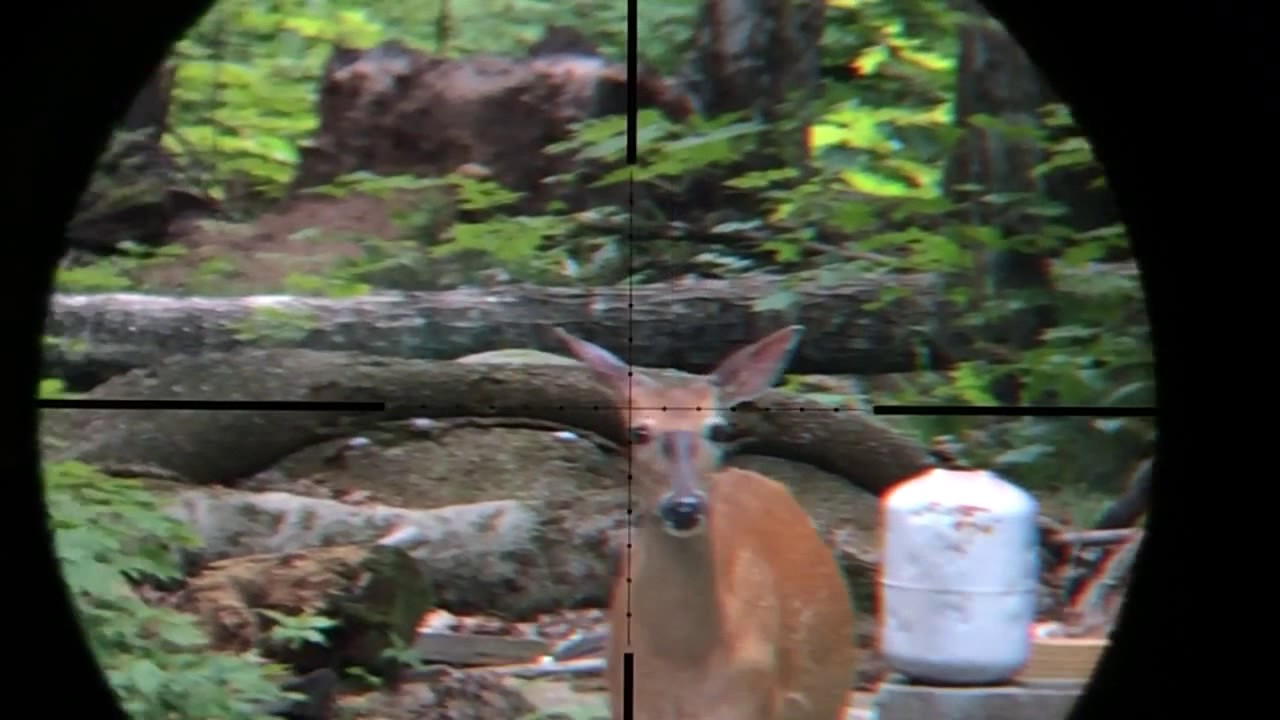 Benjamin Armada .22 Chasing Chippys (scopecam)