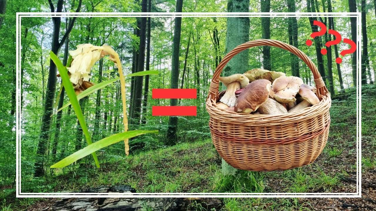 Czy KORZENIÓWKA POSPOLITA to sposób na PEŁNE KOSZE GRZYBÓW??? WAKACYJNE GRZYBOBRANIE