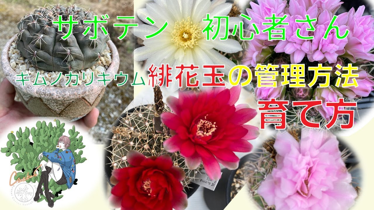 【 サボテン 】ギムノカリキウムの紹介・緋花玉の植え替え、育て方