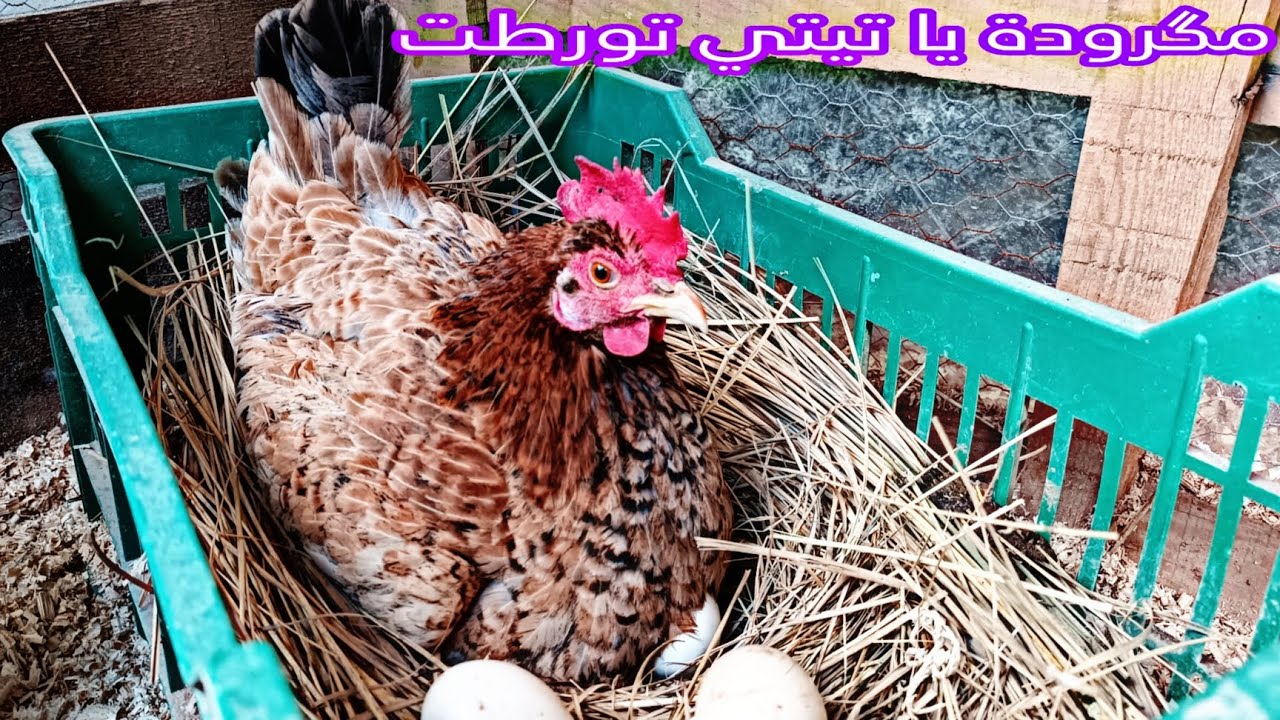 تيتي صارت فقاسة 🐓 شوفو الفروجة شمسوية بيضات الشمسيات 🤦