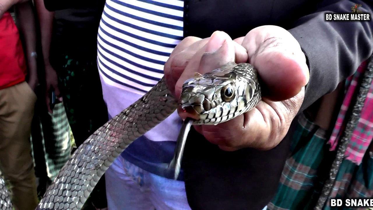 পটুয়াখালী রাজ্জাক বিশ্বাস সাপ ধরার এক্সক্লুসিভ লাইভ ভিডিও নতুন পর্ব - ৩৫ | BD Snake Master | HD