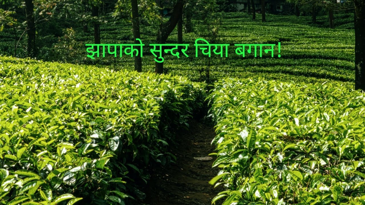 Tea Farming of Jhapa, Nepal #nepal #nepali #tea #jhapa