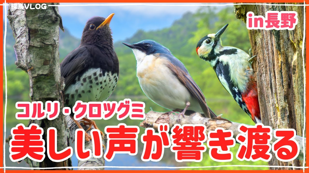野鳥パラダイス！初夏の長野の森で野鳥観察《野鳥撮影vlog》｜コルリ、クロツグミ、アカゲラ、ミソサザイ