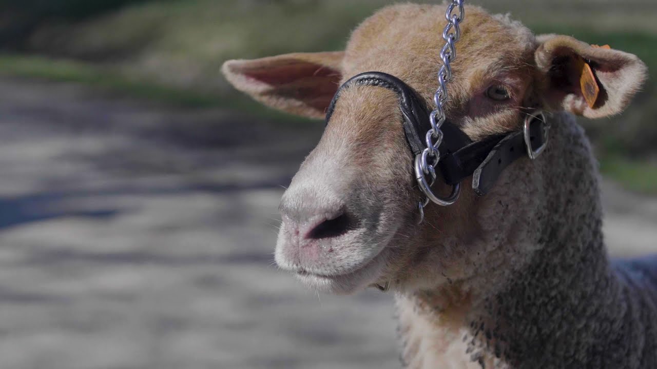 Small Farms Getting Started with Raising Sheep