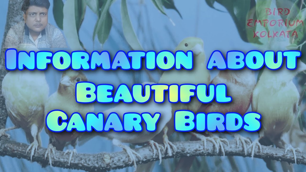 কানারি পাখির সম্পূর্ণ তথ্য। Information about Canary Birds 🙏🙏🙏