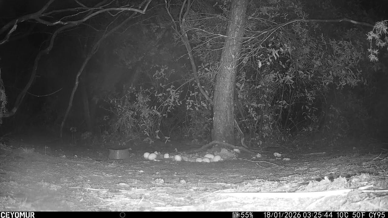 Wild marten 17 to 18 January