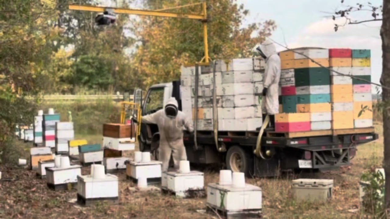 Robbing Honeybees 2024, Home made boom loader