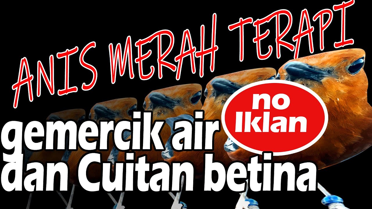 Terapi gemercik Air dan cuitan betina Anis Merah Panjang No IKLAN