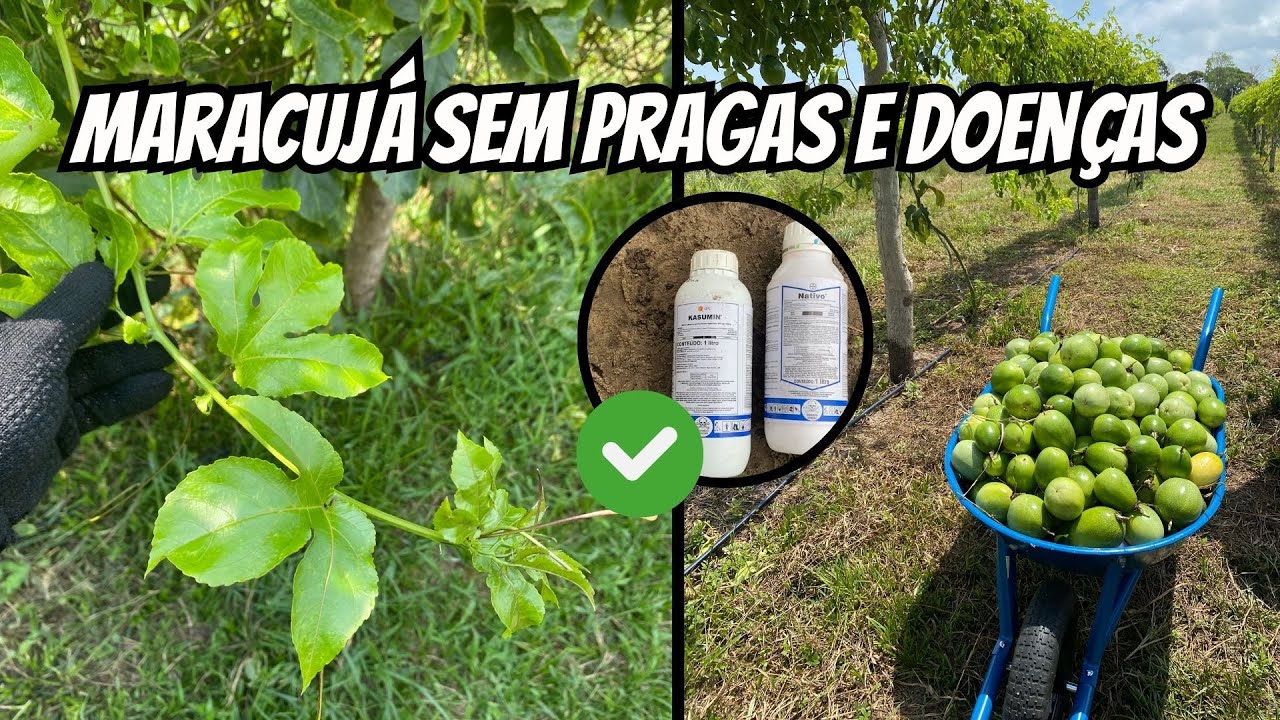 Como acabar com as pragas e doenças no maracujá? - Fase de produção
