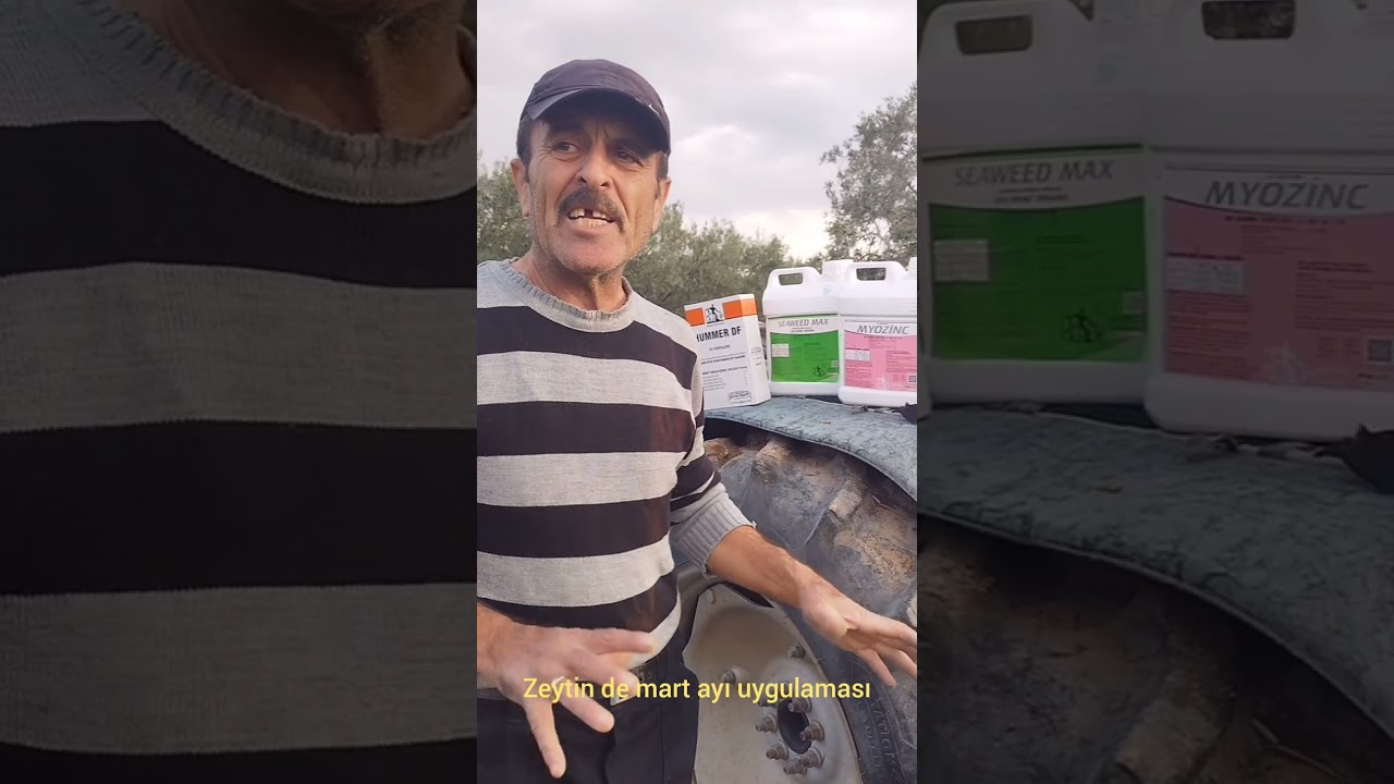 ZEYTİN DE MART AYI UYGULAMASI