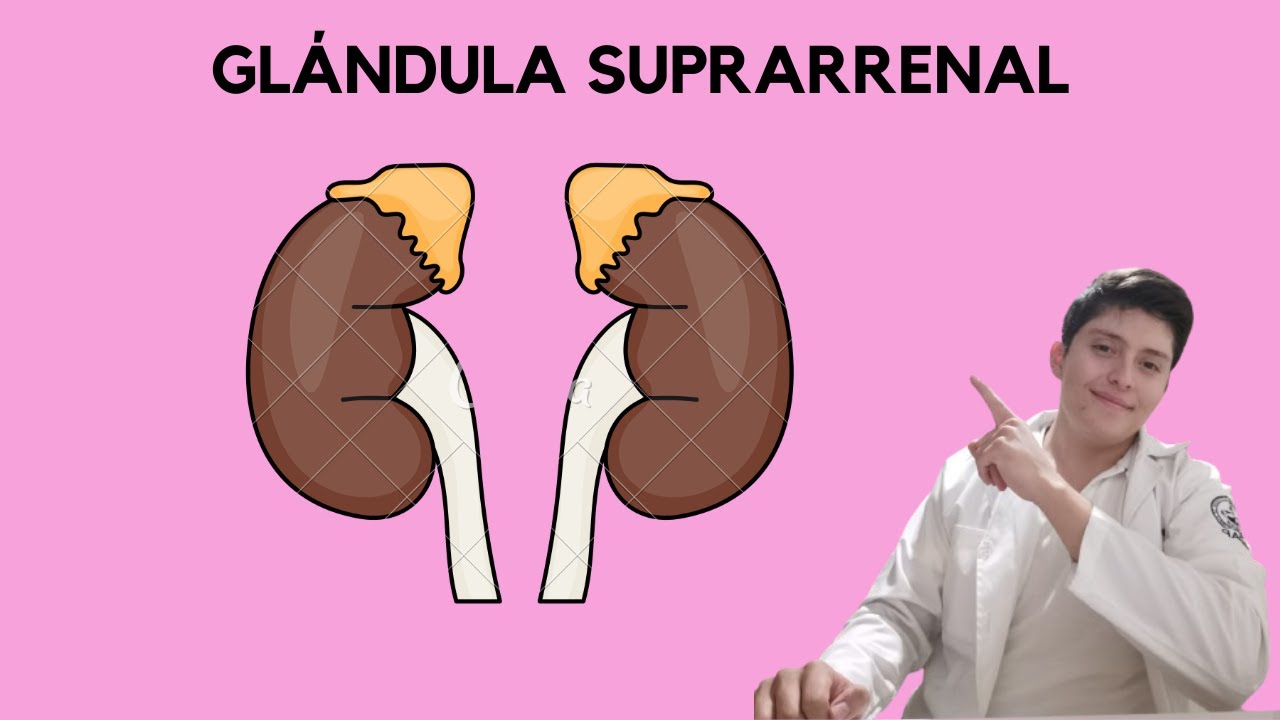 Gl&aacute;ndula suprarrenal (FISIOLOG&Iacute;A)
