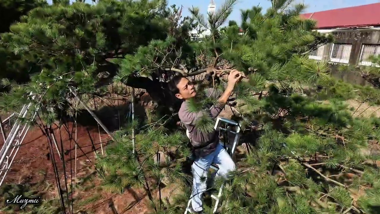 「五葉松」冬季修剪￼