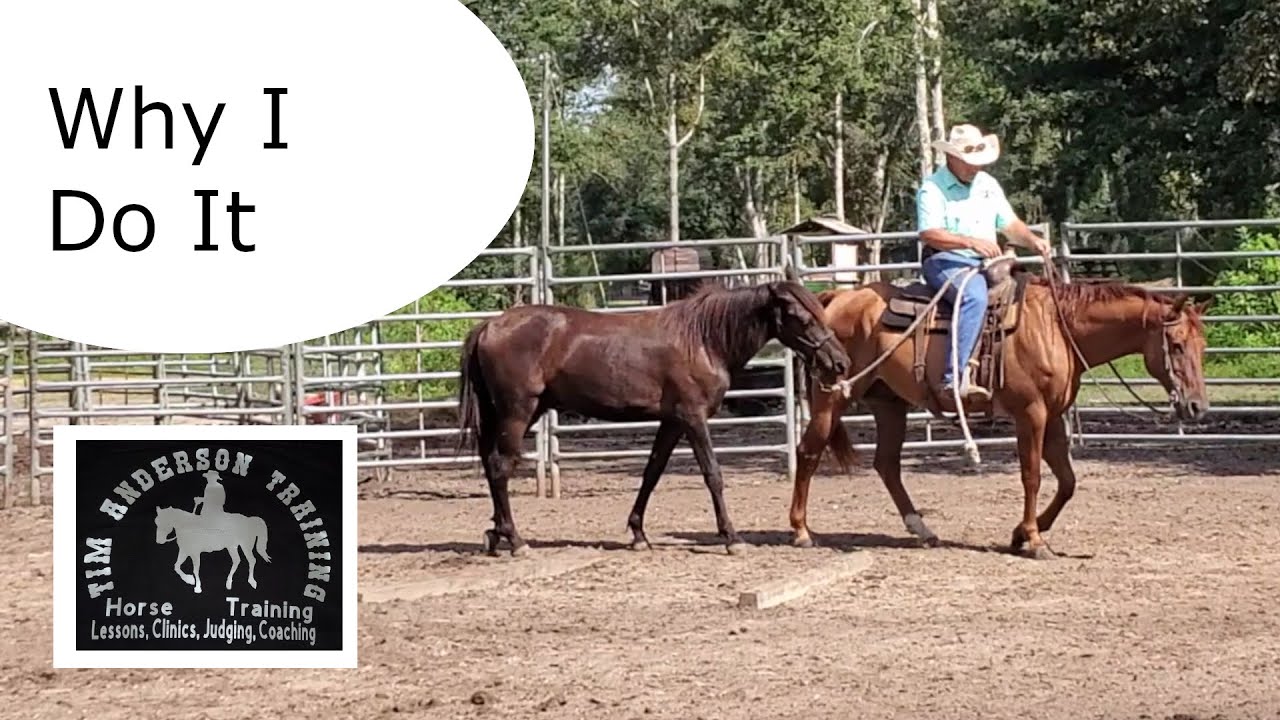 Why Ponying is Essential in Horse Training