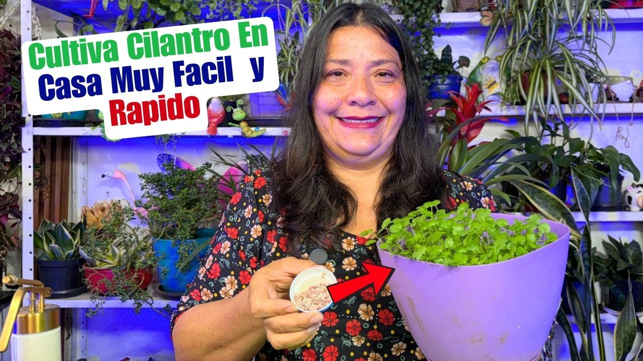 Guia Para Cultivar Tu Propio Cilantro En Casa