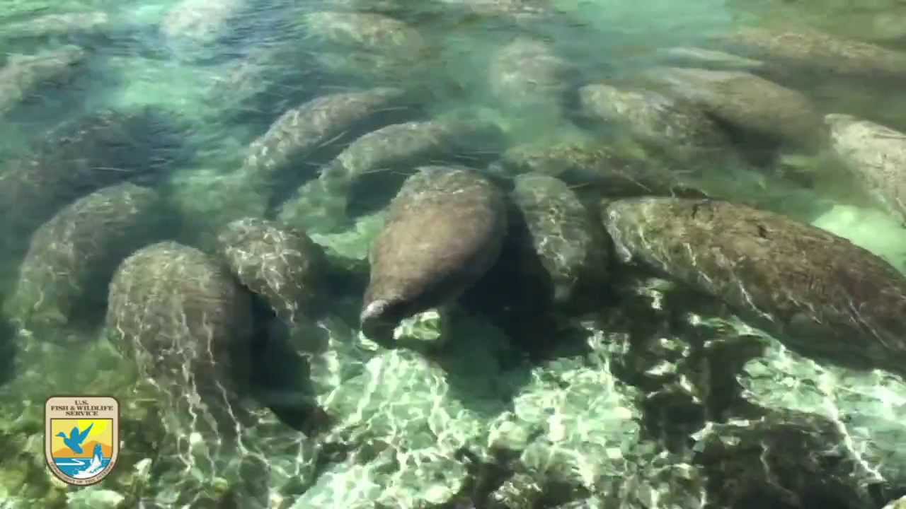 Crystal River Refuge's 