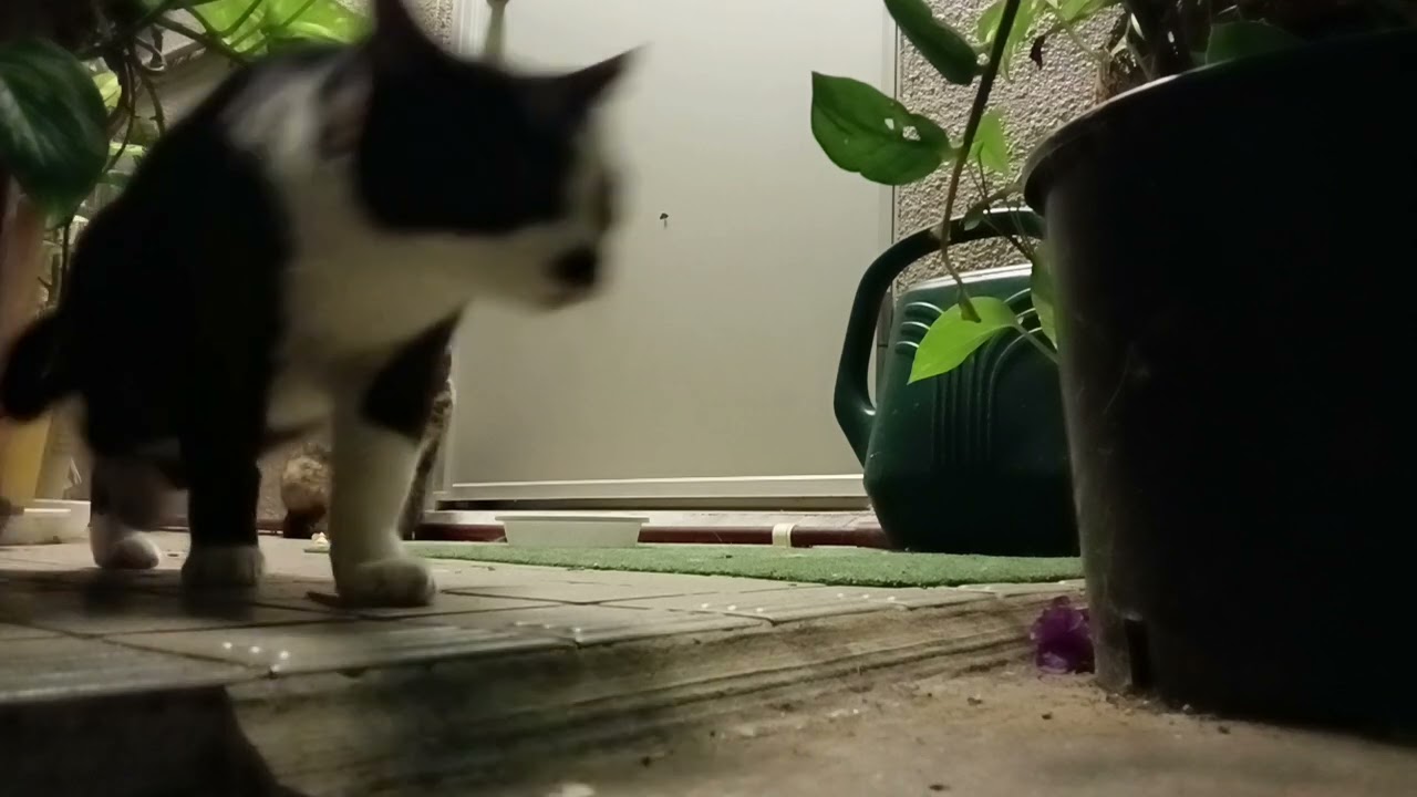 2026年3月11日 夜の猫たち…