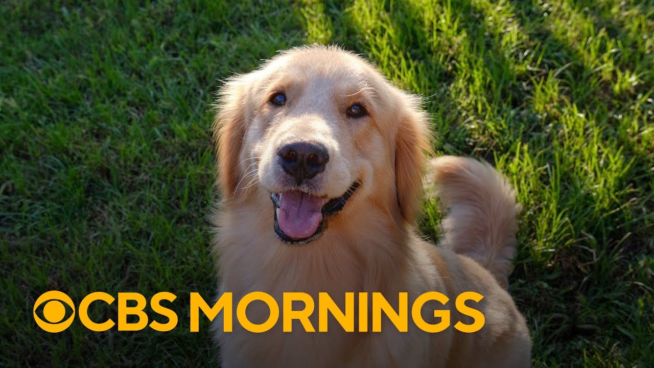 Expert breaks down what to know about dog's behaviors