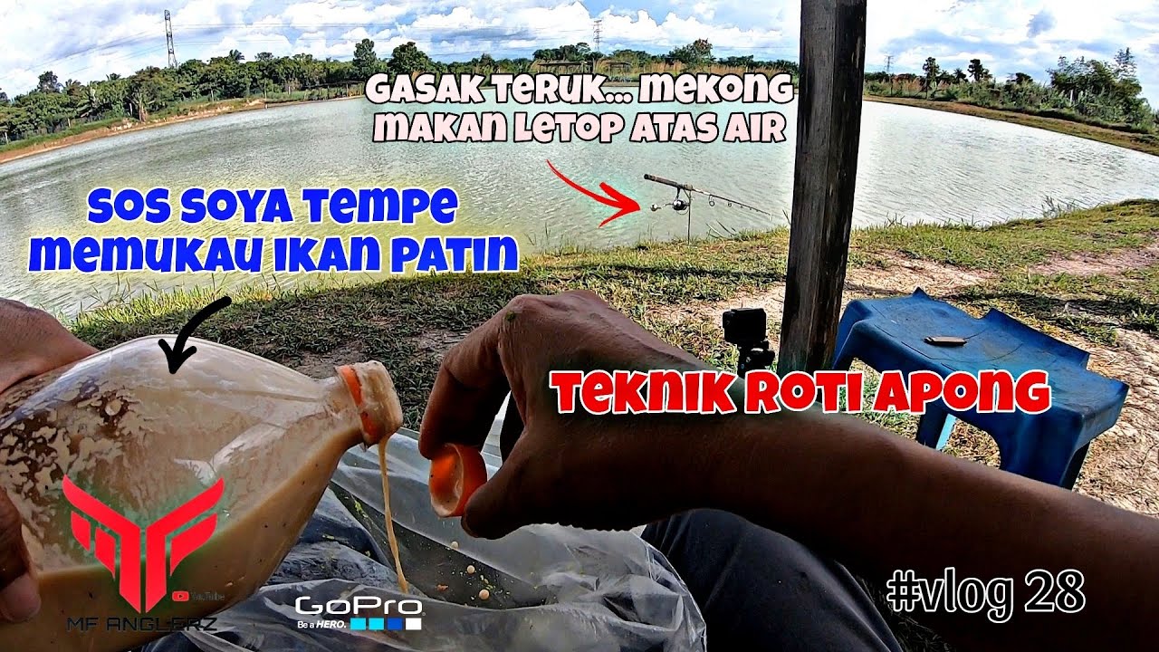 PATIN MEKONG MAKAN LETOP | TEKNIK ROTI APONG | UMPAN ROTI SOS TEMPE | KOLAM FIGHTER #VLOG28