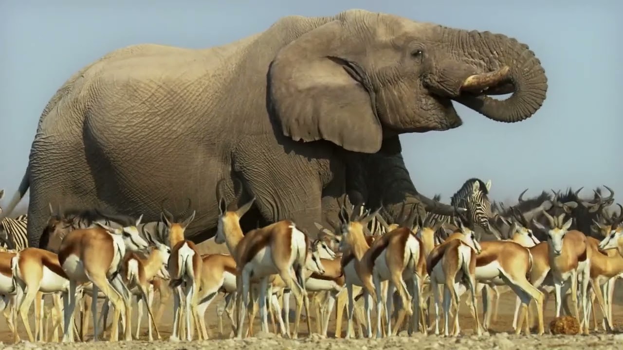 Planet Earth 2 [2016] - African Elephant Screen Time