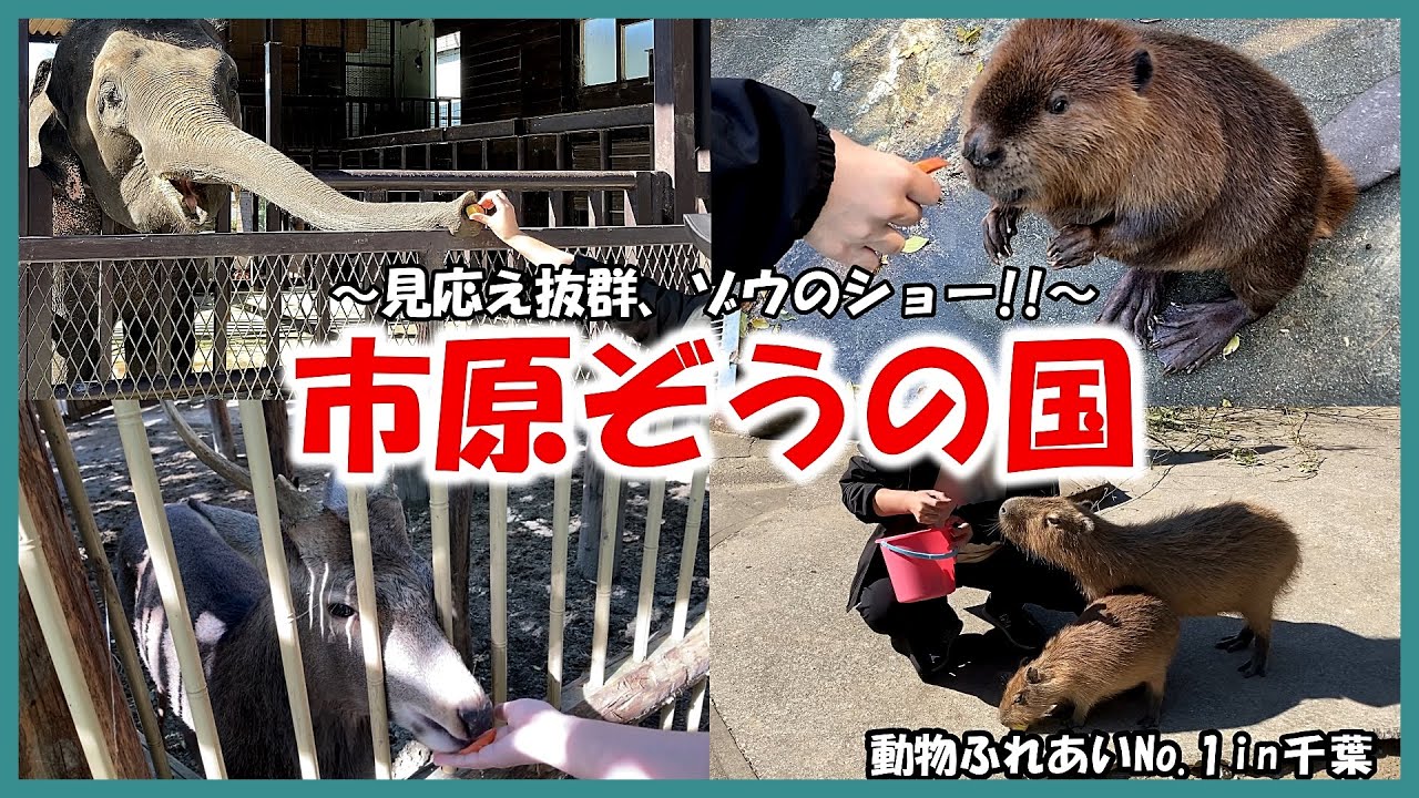 【市原ぞうの国】動物ふれあいNo 1in千葉～ゾウのショーがすごい!!～