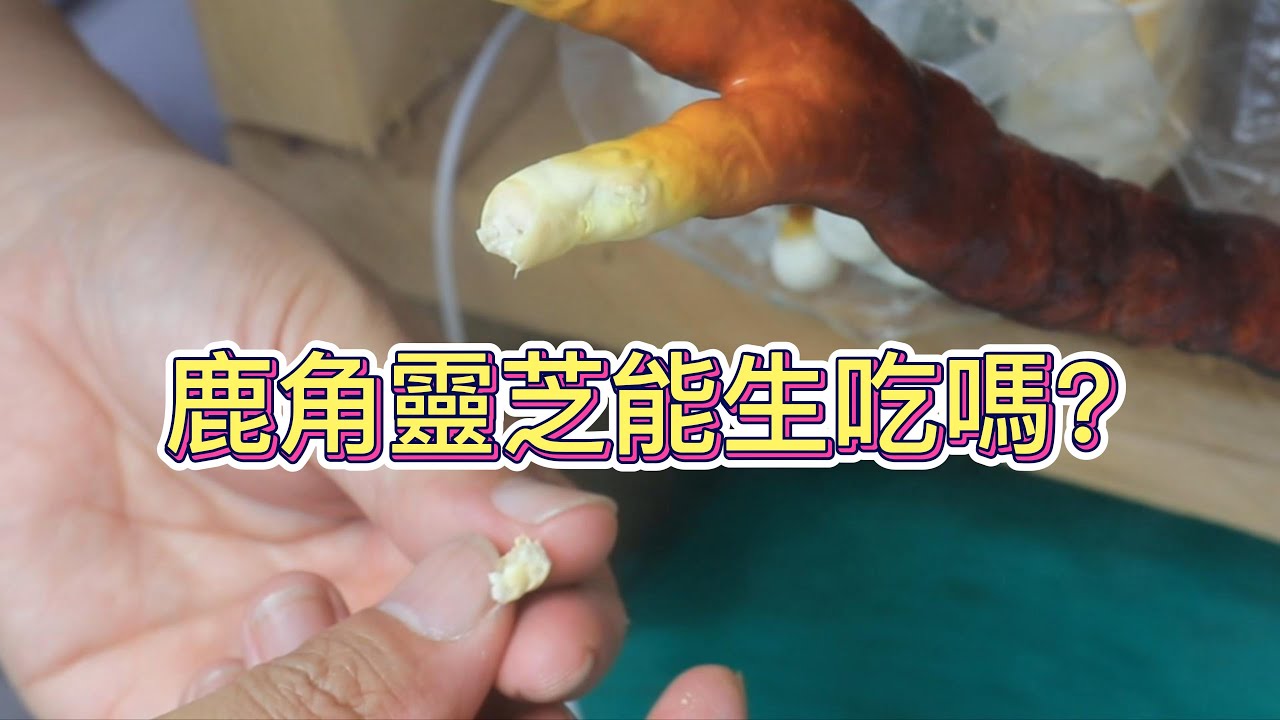 鹿角靈芝能生吃嗎？【2022/07/10】