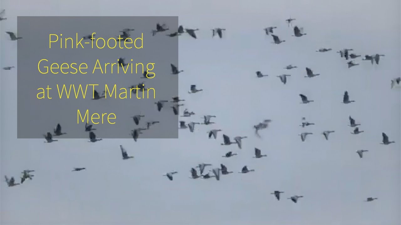 Pink-footed Geese arriving @wwtmartinmere Burscough Lancashire.