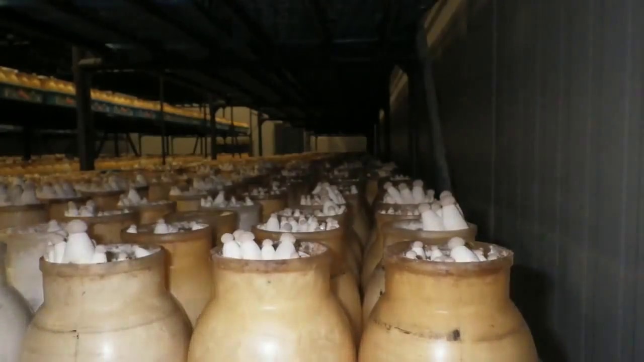 Степной белый гриб   Еринги  Так растет в банках