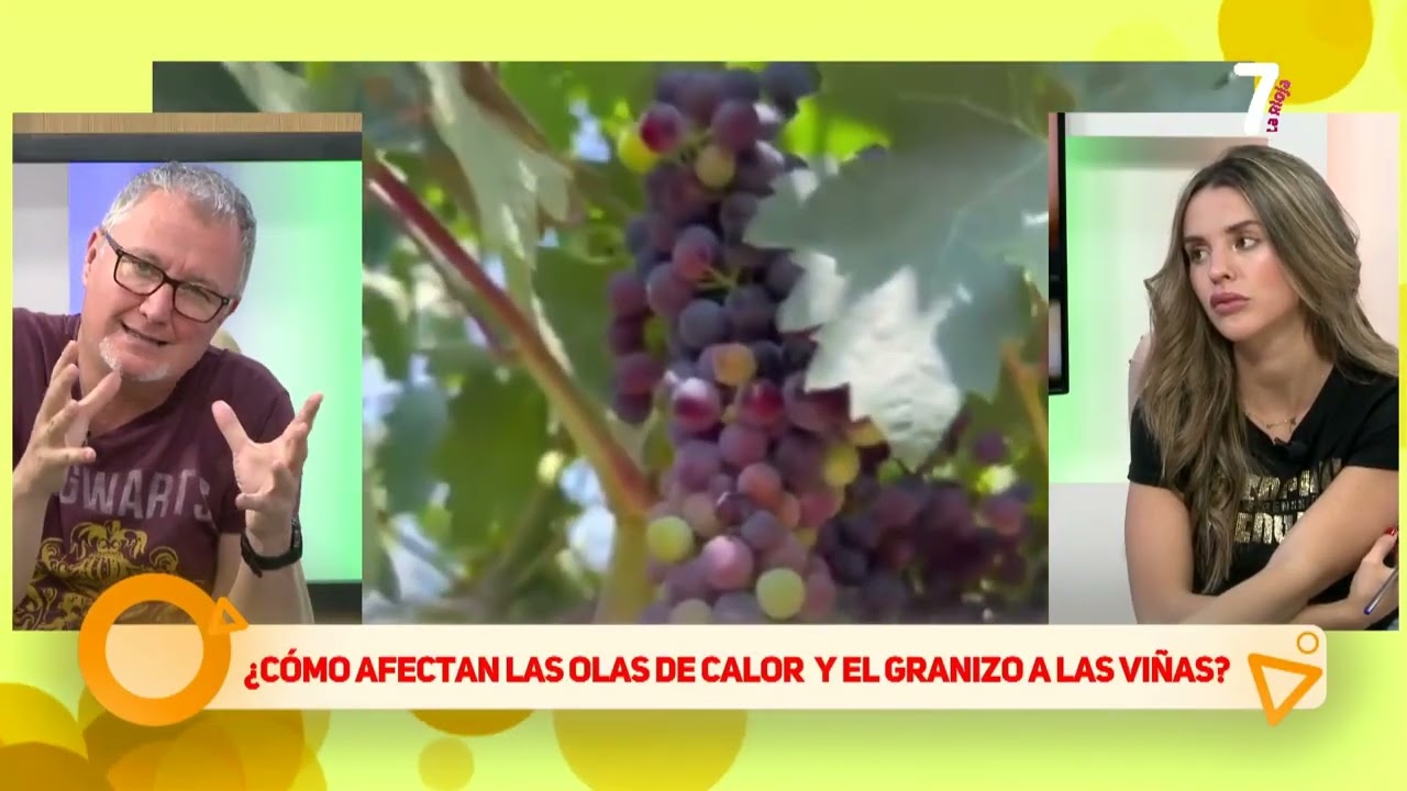 01 - Efectos de olas de calor y granizo en el viñedo - 7 Magazine - 05-09-2025