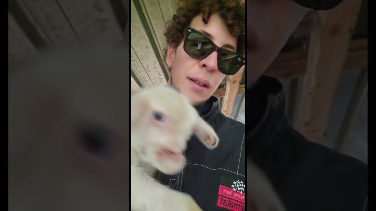 &egrave; nato un'agnellino malformato senza nasino 😭😭