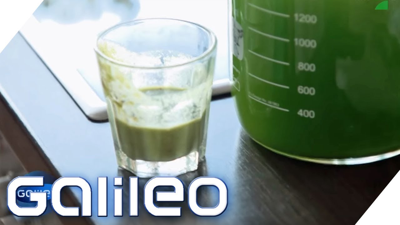 Leben in Algen: Energiegewinnung und nahrhaft zu gleich | Galileo | ProSieben