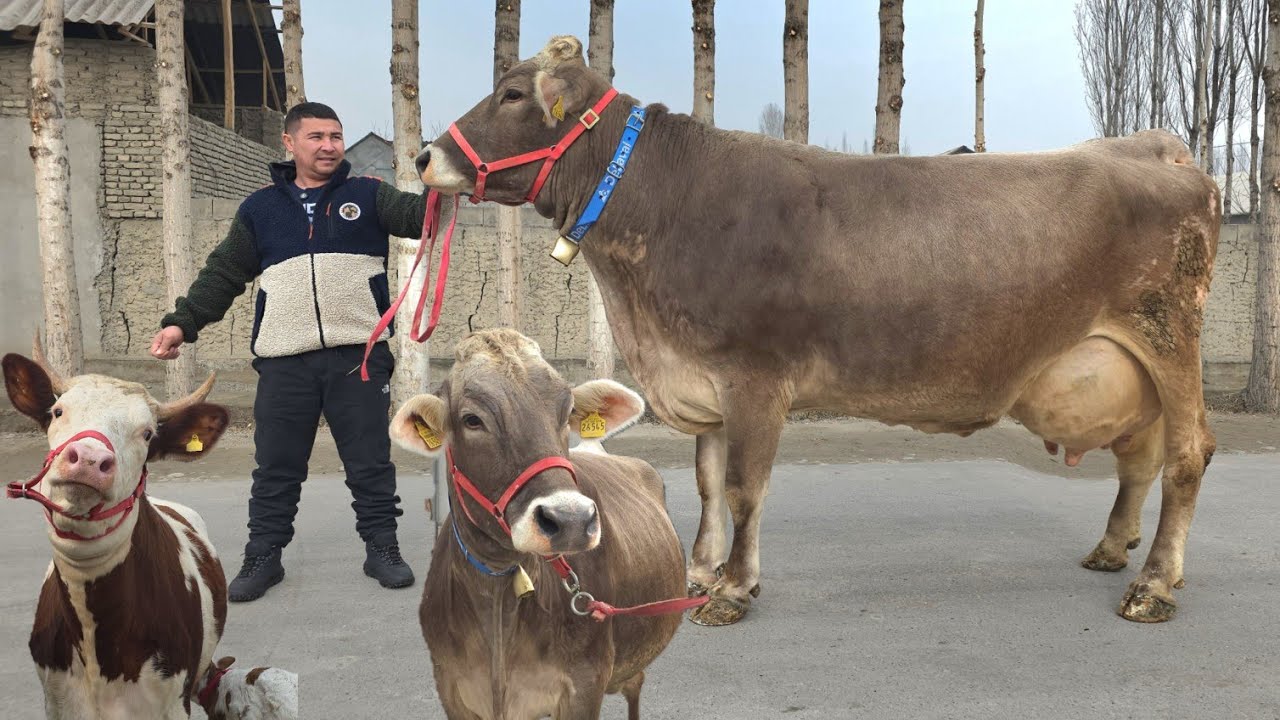 😱 German Shveddi Zõri Qoyil 