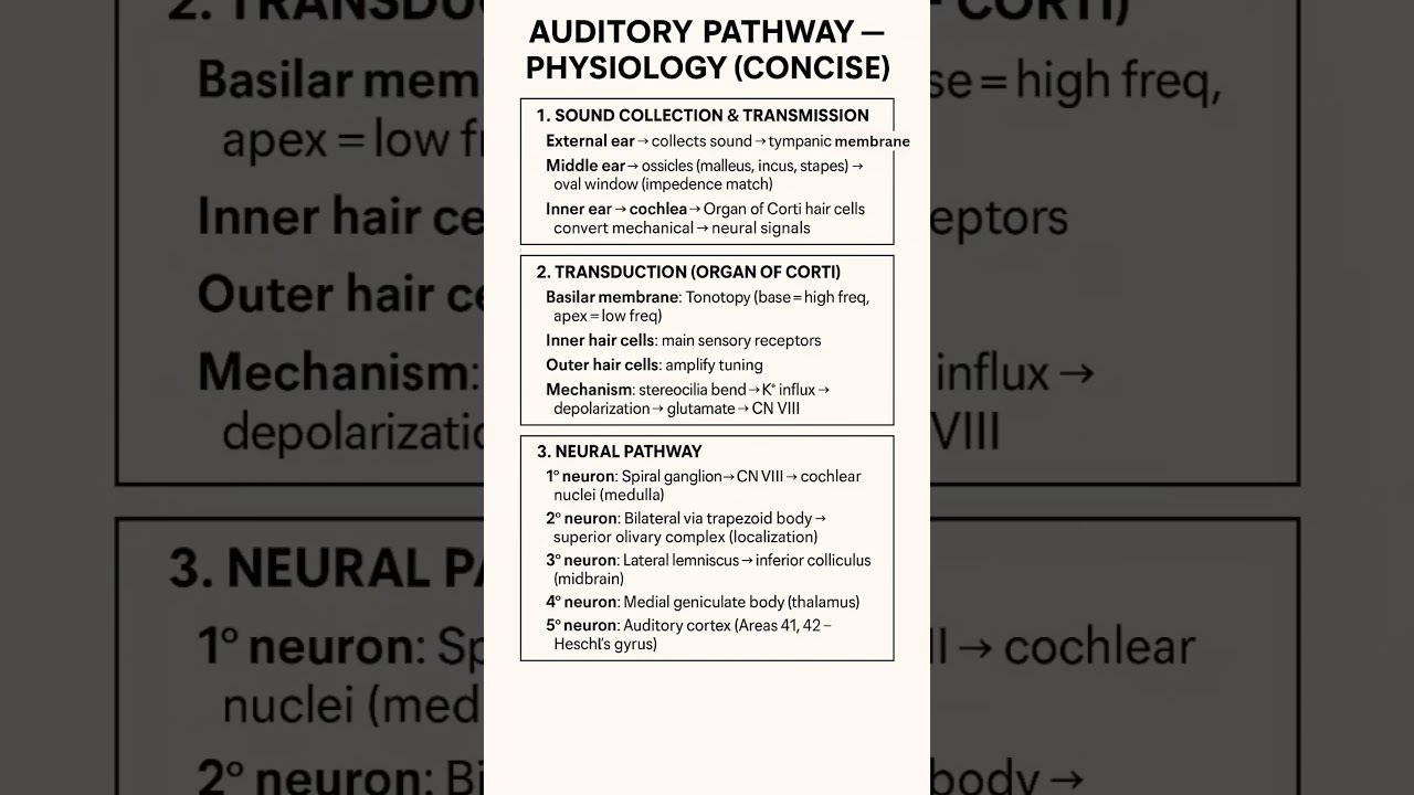 Auditory Pathway Physiology 