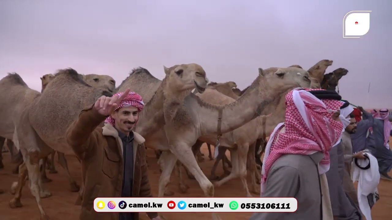مسيرة مهيلات سيف الملك   حمر  للمالك  سعود بن غازي الهذيلي البقمي