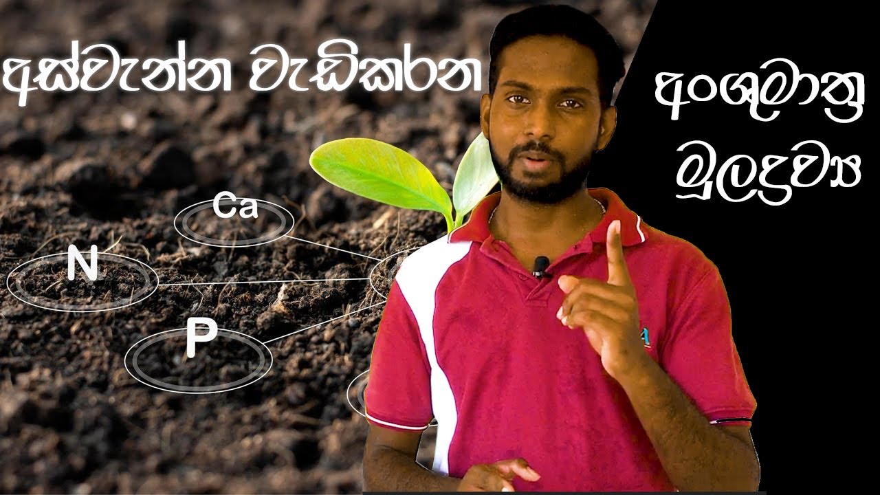 අස්වැන්න වැඩි කරන Micro nutrition