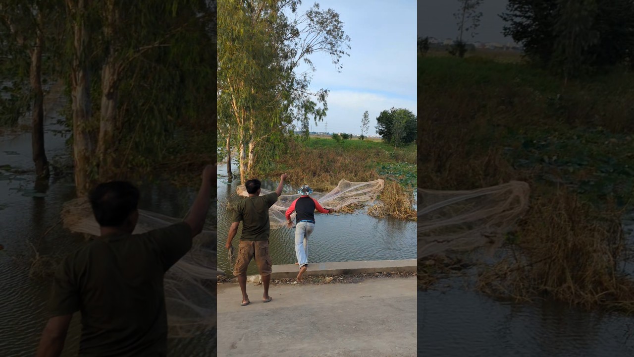So sad for catching fish khmer fishing techniques #netting#castnet #fishing#handfish