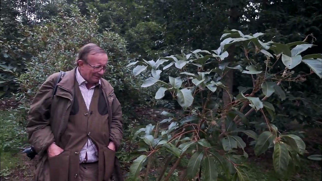 Viewing of 5 species of schefflera at Caerhays