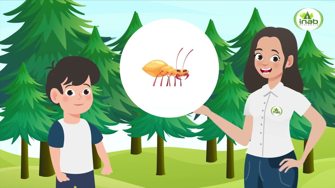 🧒🏼🌳 Conociendo Los Bosques 🌳👩🏽‍🦱