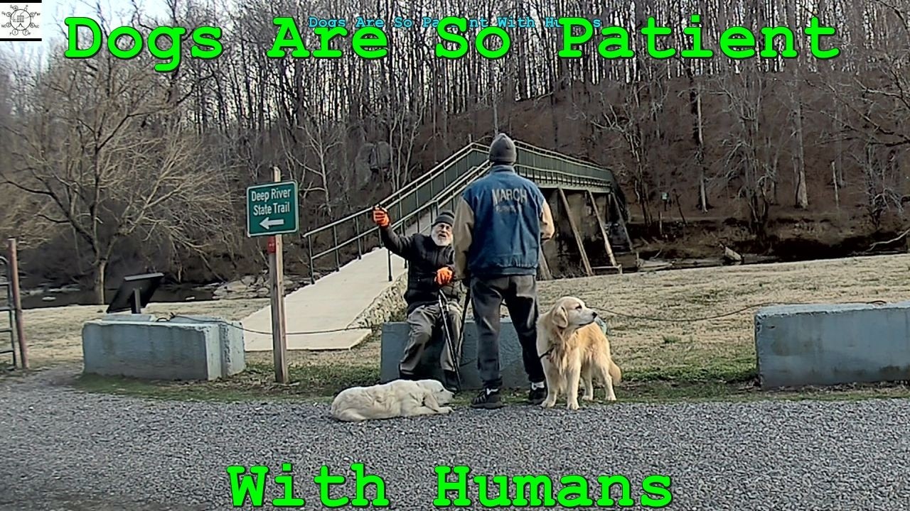 Dogs Are So Patient With Humans