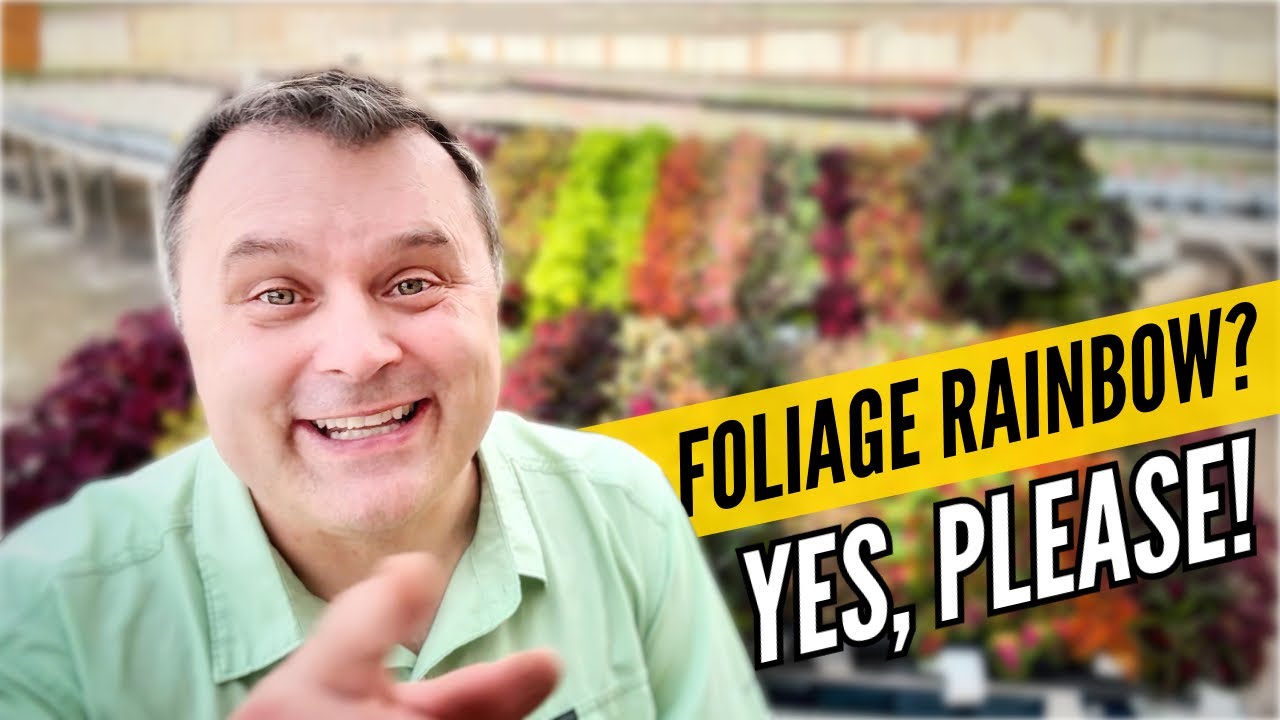 COLEUS COLORS! Picks & Tips for a Foliage Rainbow in Your Garden