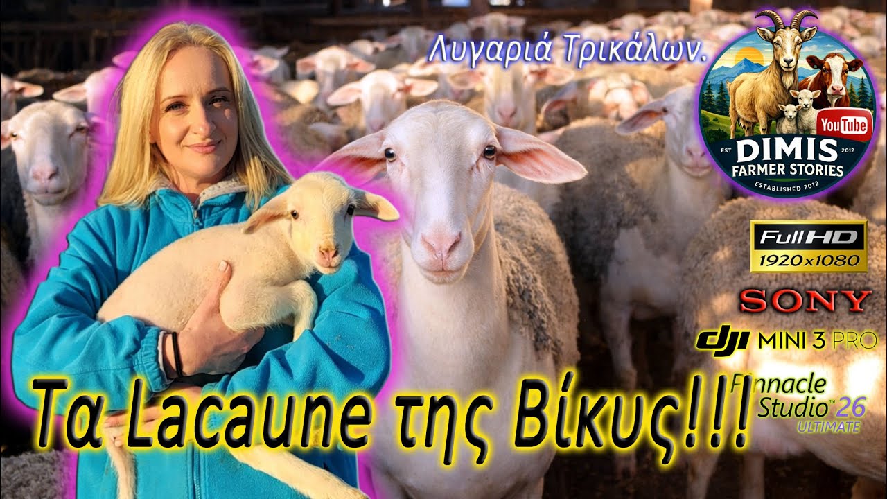Τα Lacaune της Βίκυς!